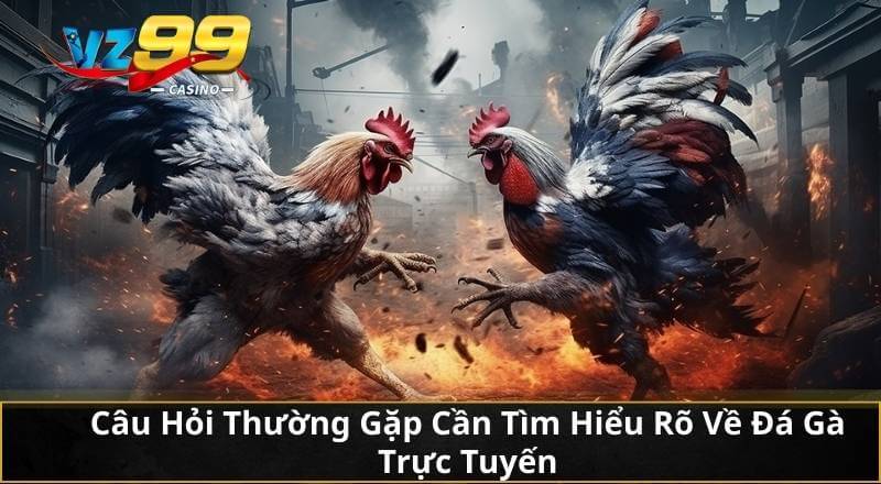Câu Hỏi Thường Gặp Cần Tìm Hiểu Rõ Về Đá Gà Trực Tuyến